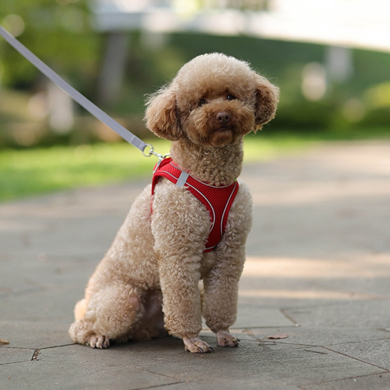 Coleira Peitoral Para Cães